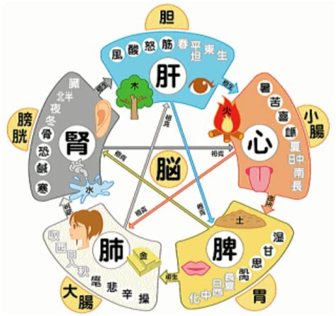 五行健康|陰陽五行説と東洋医学の関係を解説！体質改善や美容。